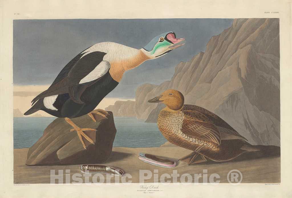 Art Print : Havell After Audubon, King Duck, 1835 - Vintage Wall Art