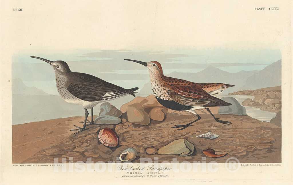 Art Print : Havell After Audubon, Red-Backed Sandpiper, 1836 - Vintage Wall Art