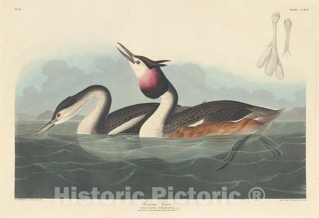 Art Print : Havell After Audubon, Crested Grebe, 1836 - Vintage Wall Art