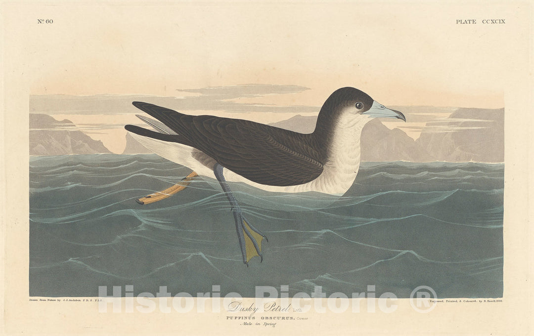 Art Print : Havell After Audubon, Dusky Petrel, 1836 - Vintage Wall Art