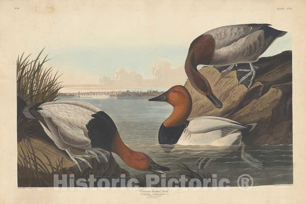 Art Print : Havell After Audubon, Canvas-Backed Duck, 1836 - Vintage Wall Art