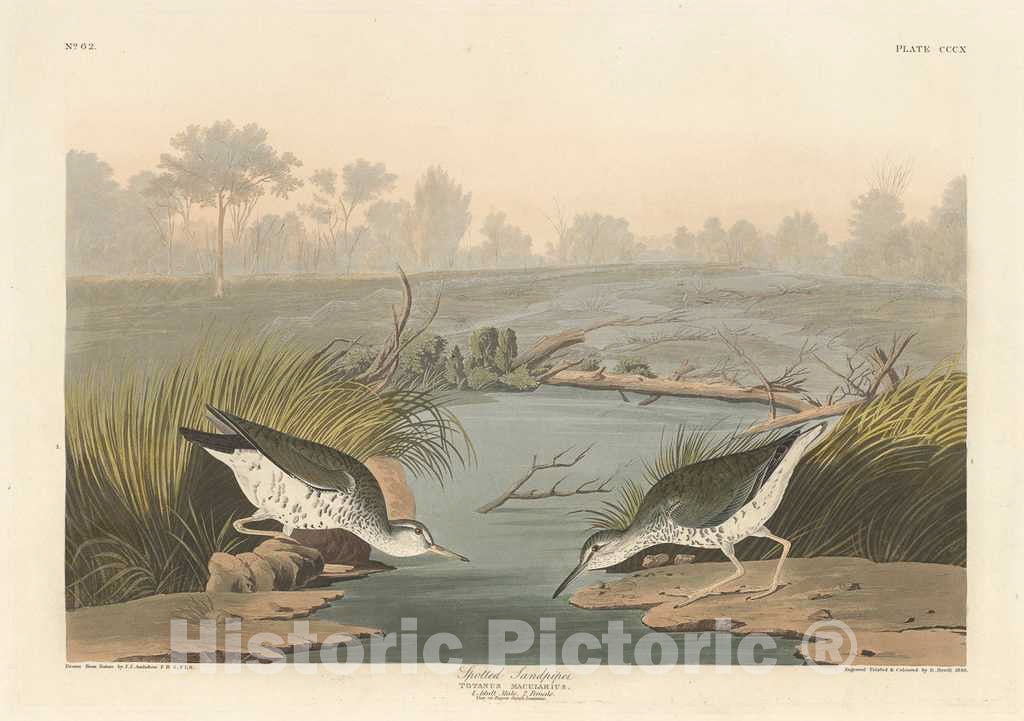 Art Print : Havell After Audubon, Spotted Sandpiper, 1836 - Vintage Wall Art