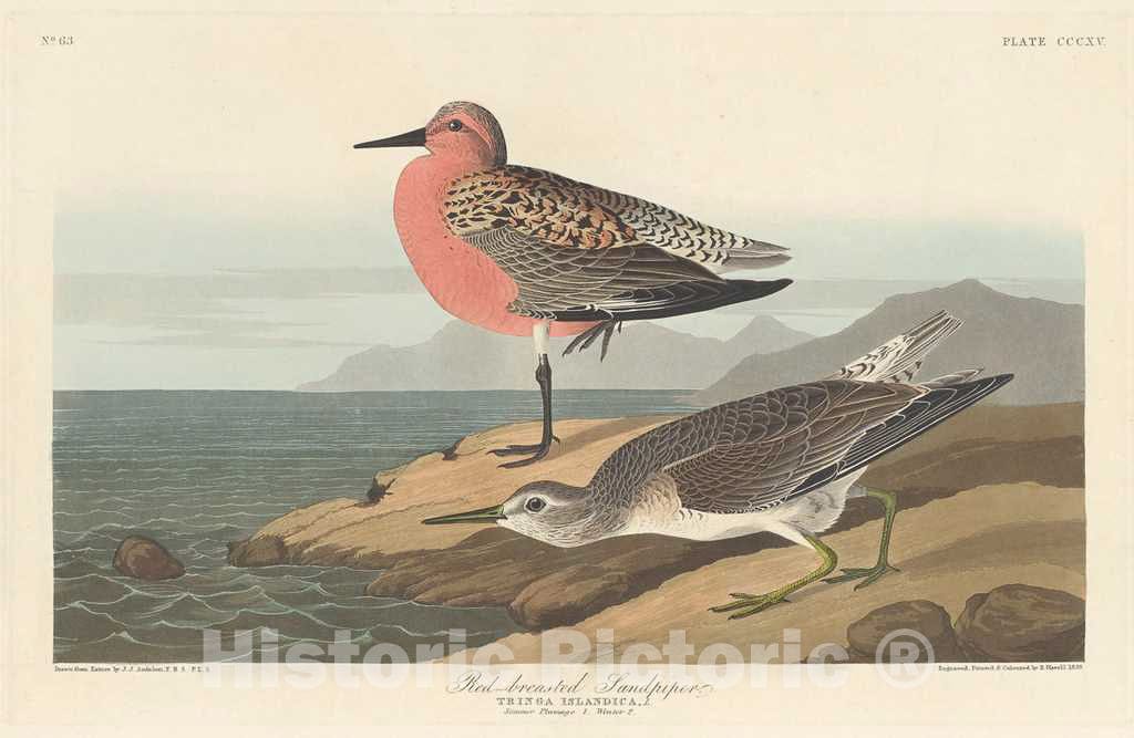 Art Print : Havell After Audubon, Red-Breasted Sandpiper, 1836 - Vintage Wall Art