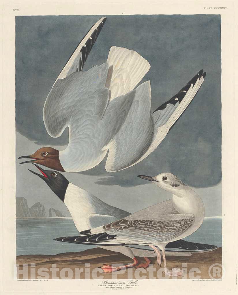 Art Print : Havell After Audubon, Bonapartian Gull, 1836 - Vintage Wall Art