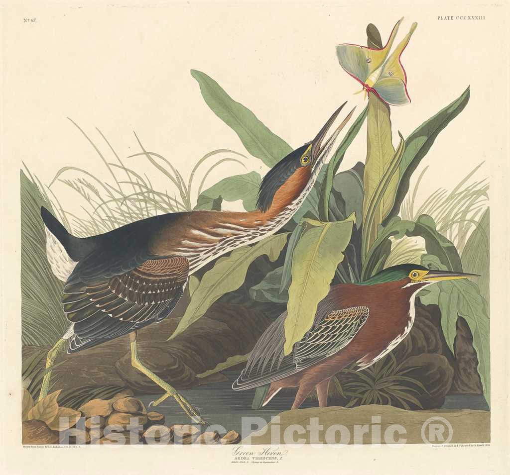 Art Print : Havell After Audubon, Green Heron, 1836 - Vintage Wall Art