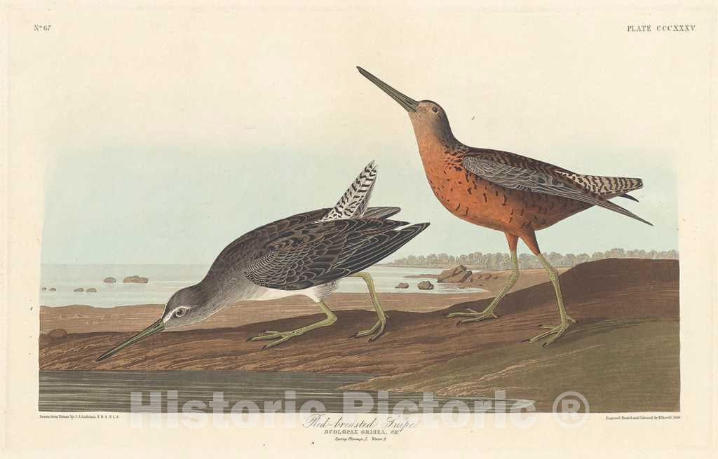 Art Print : Havell After Audubon, Red-Breasted Snipe, 1836 - Vintage Wall Art