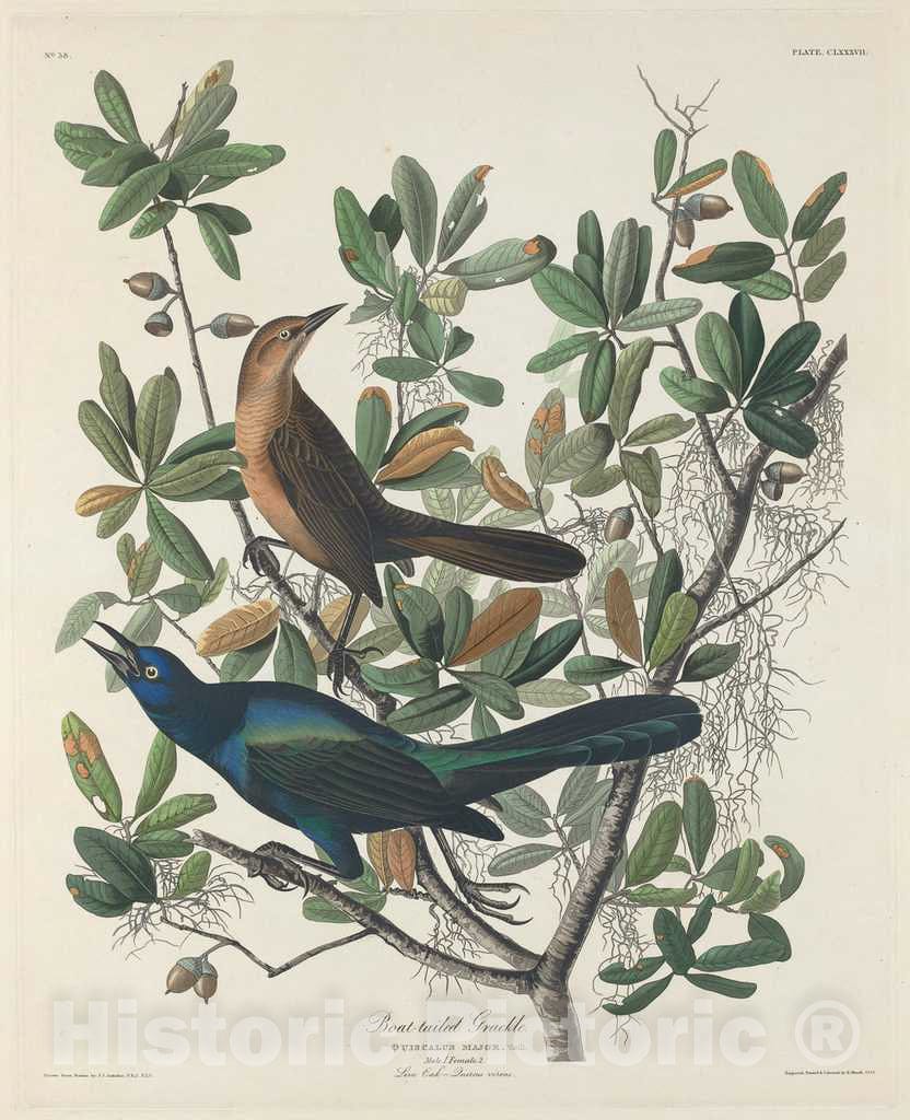 Art Print : Havell After Audubon, Boat-Tailed Grackle, 1834 - Vintage Wall Art