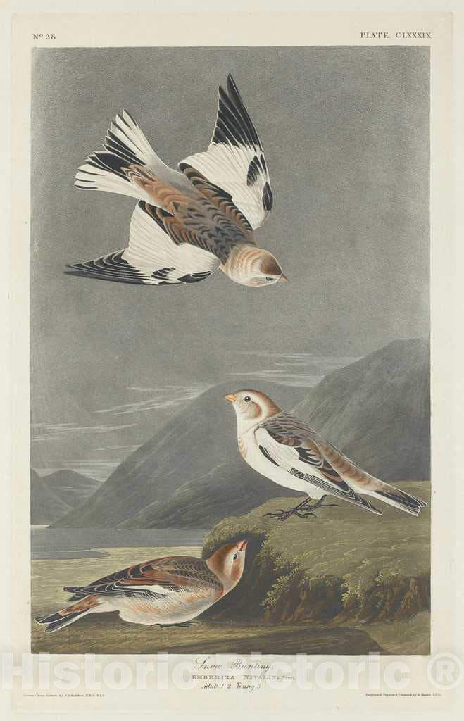 Art Print : Havell After Audubon, Snow Bunting, 1834 - Vintage Wall Art