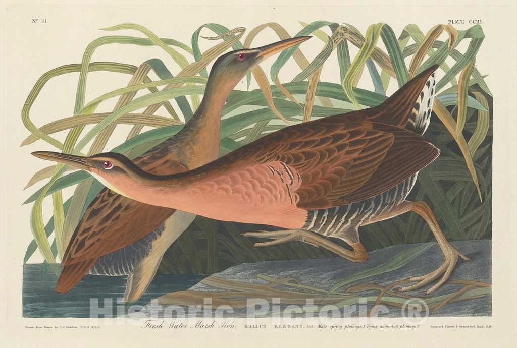 Art Print : Havell After Audubon, Fresh Water Marsh Hen, 1834 - Vintage Wall Art