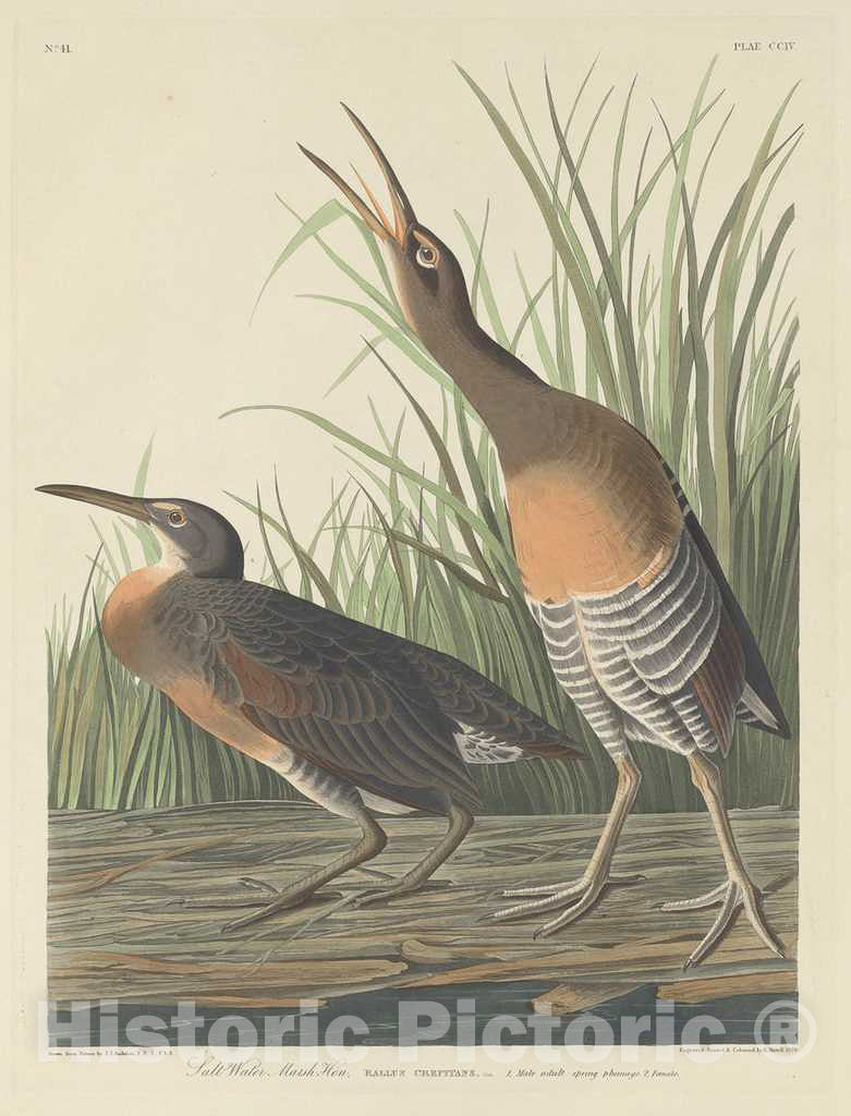 Art Print : Havell After Audubon, Salt Water Marsh Hen, 1834 - Vintage Wall Art