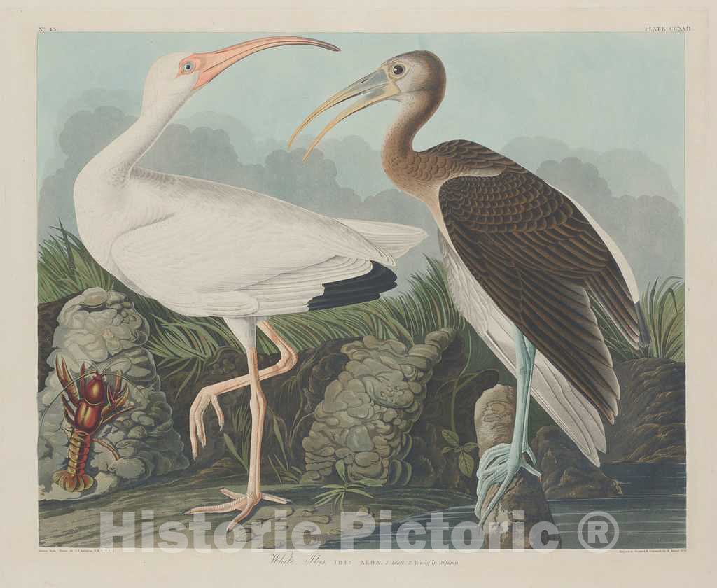 Art Print : Havell After Audubon, White Ibis, 1834 - Vintage Wall Art