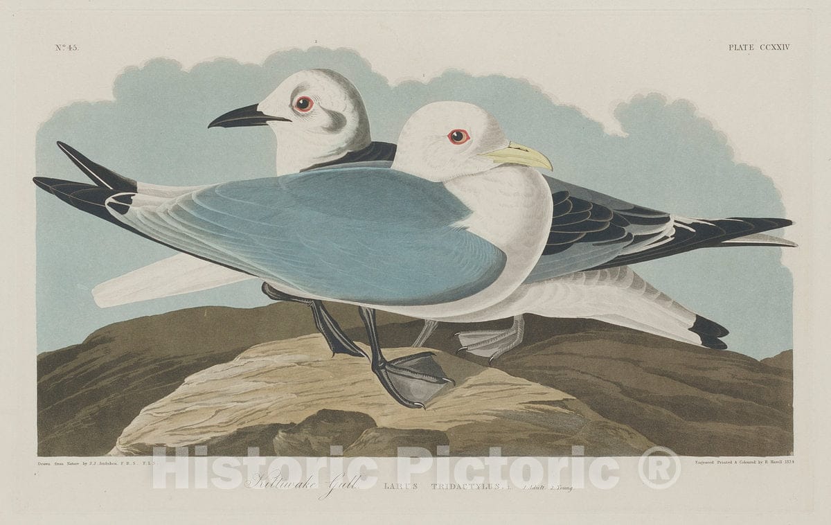 Art Print : Havell After Audubon, Kittiwake Gull, 1834 - Vintage Wall Art