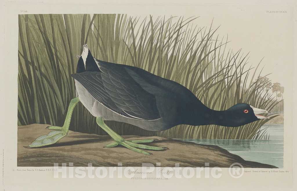 Art Print : Havell After Audubon, American Coot, 1835 - Vintage Wall Art