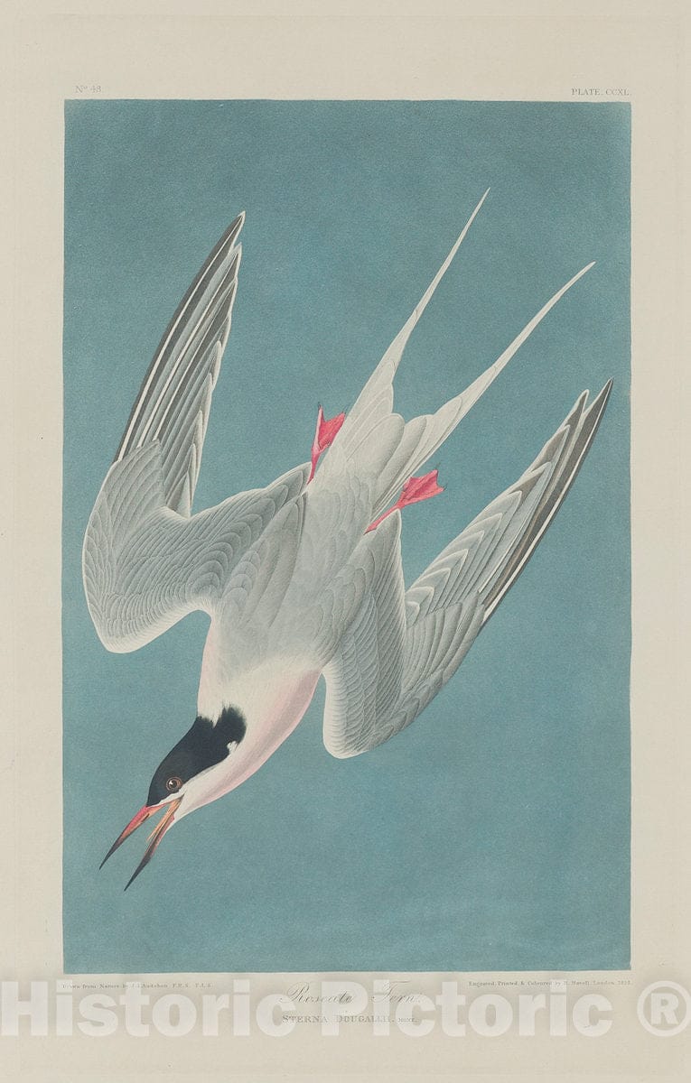 Art Print : Havell After Audubon, Roseate Tern, 1835 - Vintage Wall Art