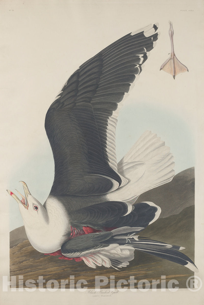 Art Print : Havell After Audubon, Black-Backed Gull, 1835 - Vintage Wall Art