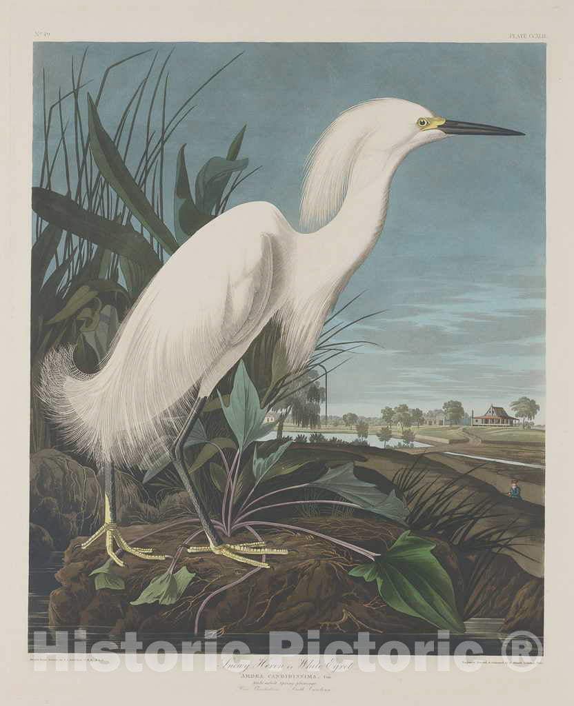 Art Print : Havell After Audubon, Snowy Heron, or White Egret, 1835 - Vintage Wall Art