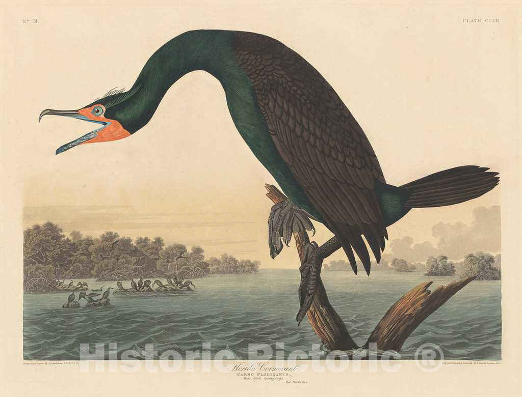 Art Print : Havell After Audubon, Florida Cormorant, 1835 - Vintage Wall Art