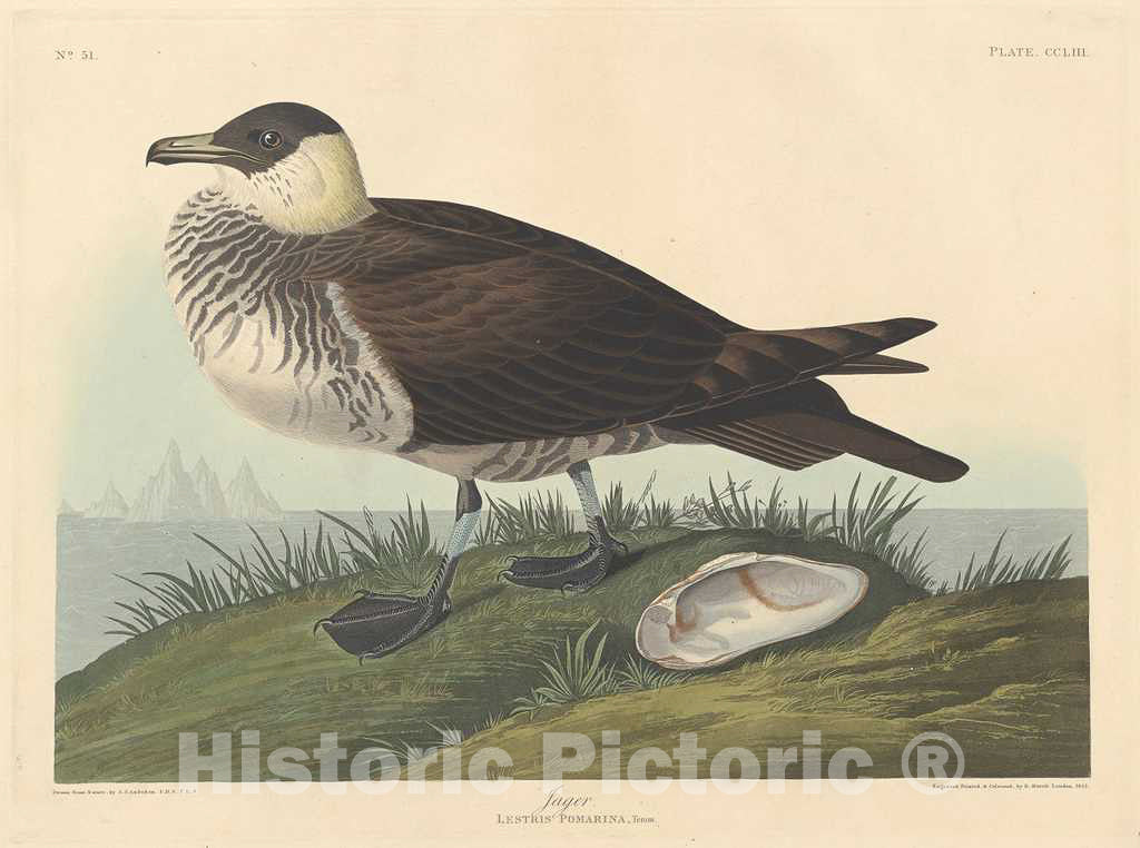 Art Print : Havell After Audubon, Jager, 1835 - Vintage Wall Art