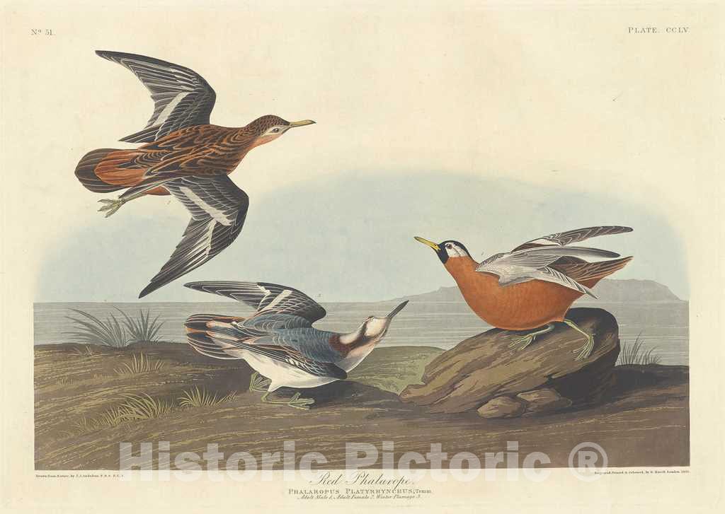 Art Print : Havell After Audubon, Red Phalarope, 1835 - Vintage Wall Art