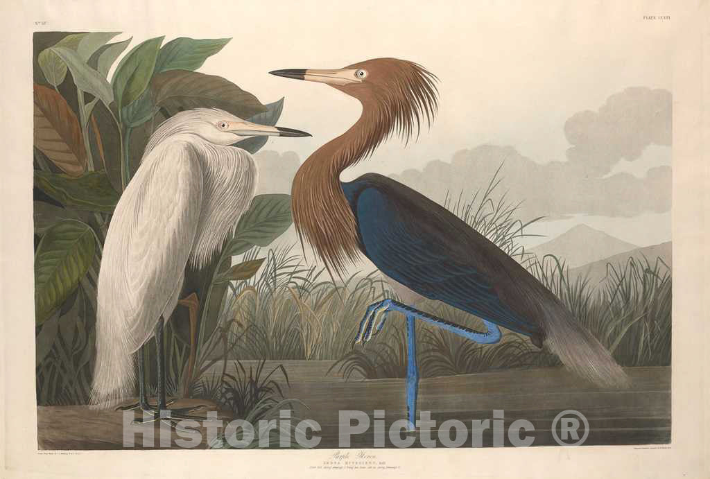 Art Print : Havell After Audubon, Purple Heron, 1835 - Vintage Wall Art