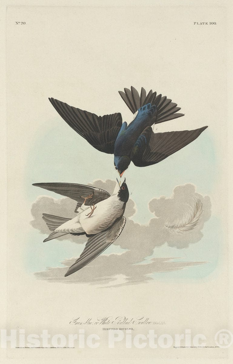 Art Print : Havell After Audubon, Green-Blue or White-Bellied Swallow, 1830 - Vintage Wall Art