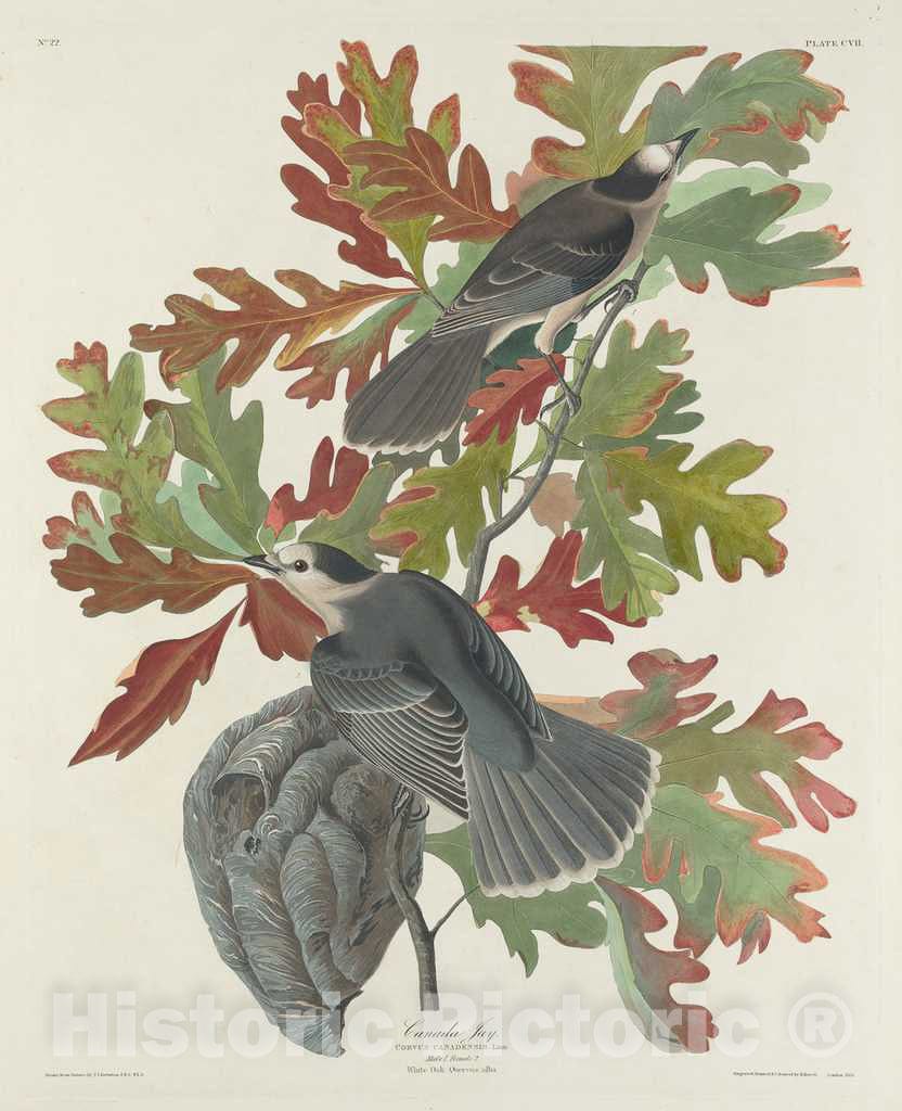 Art Print : Havell After Audubon, Canada Jay, 1831 - Vintage Wall Art