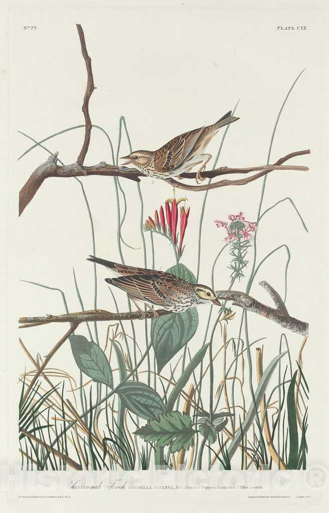 Art Print : Havell After Audubon, Savannah Finch, 1831 - Vintage Wall Art