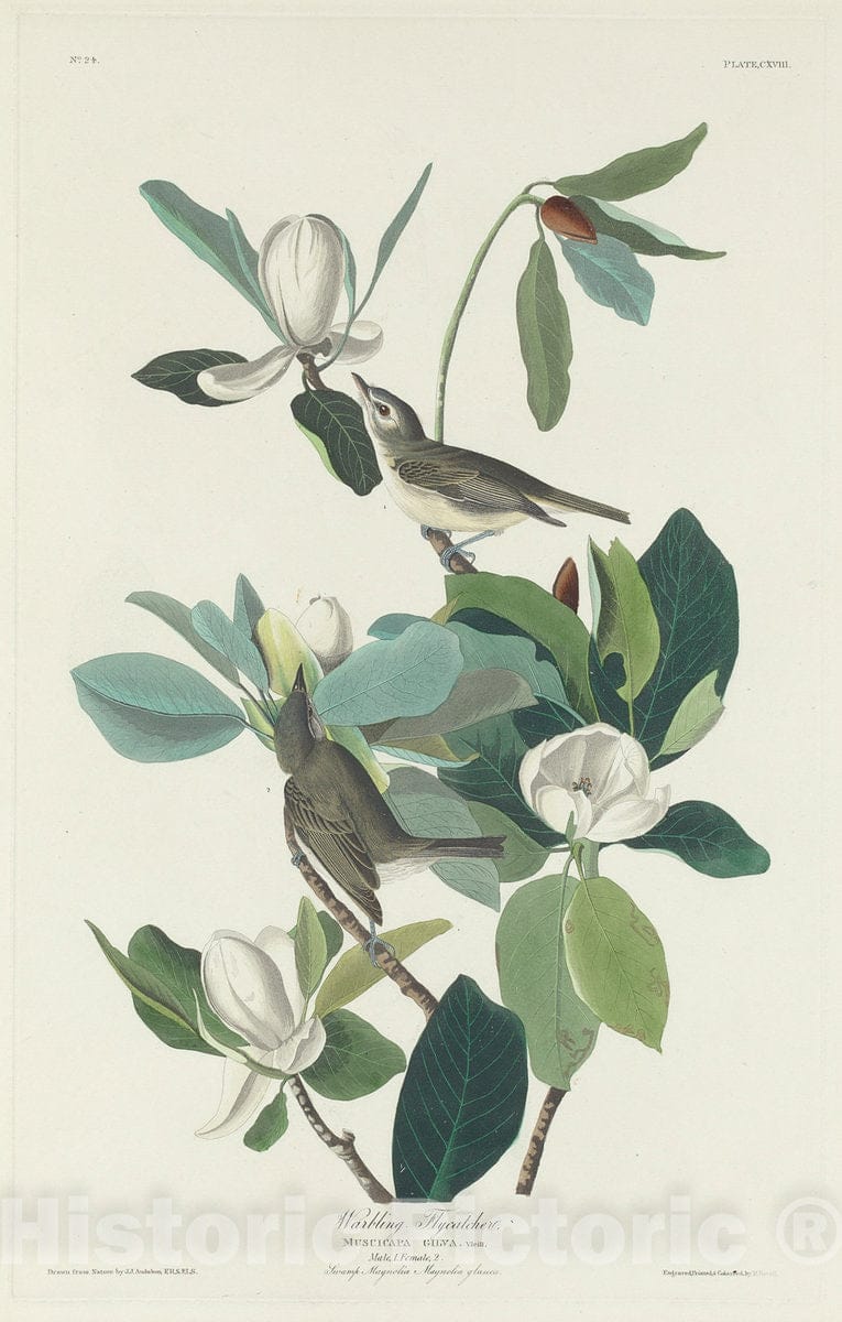 Art Print : Havell After Audubon, Warbling Flycatcher, 1831 - Vintage Wall Art