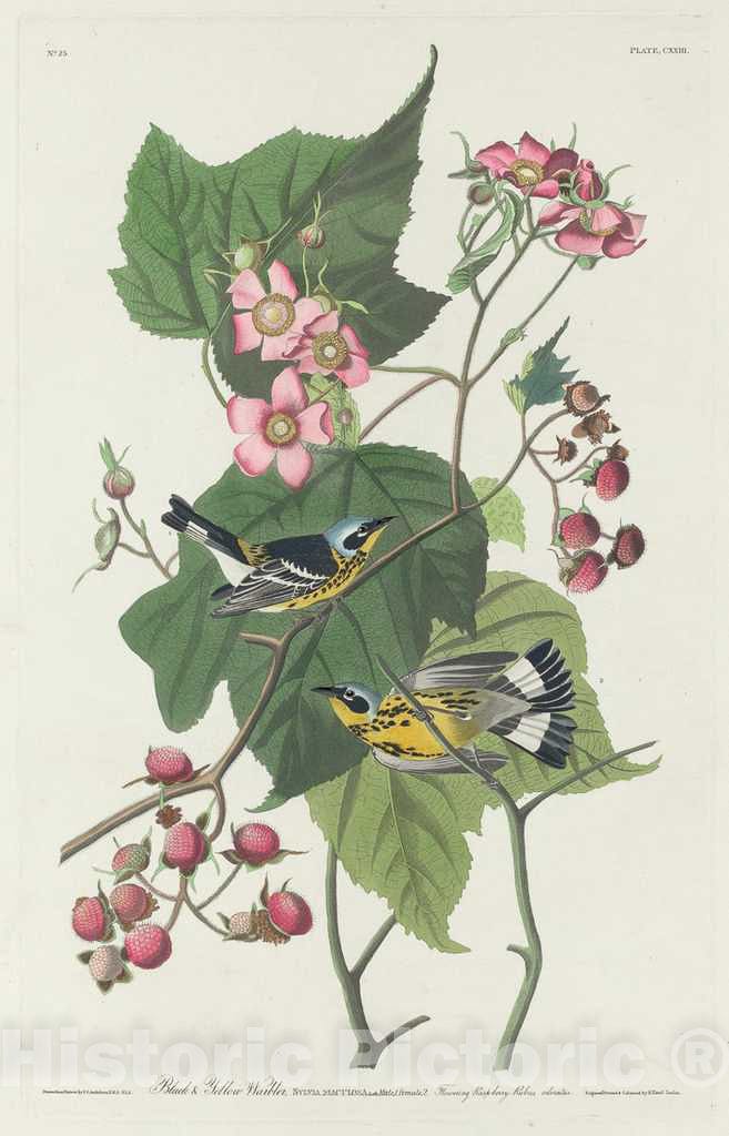 Art Print : Havell After Audubon, Black and Yellow Warbler, 1831 - Vintage Wall Art