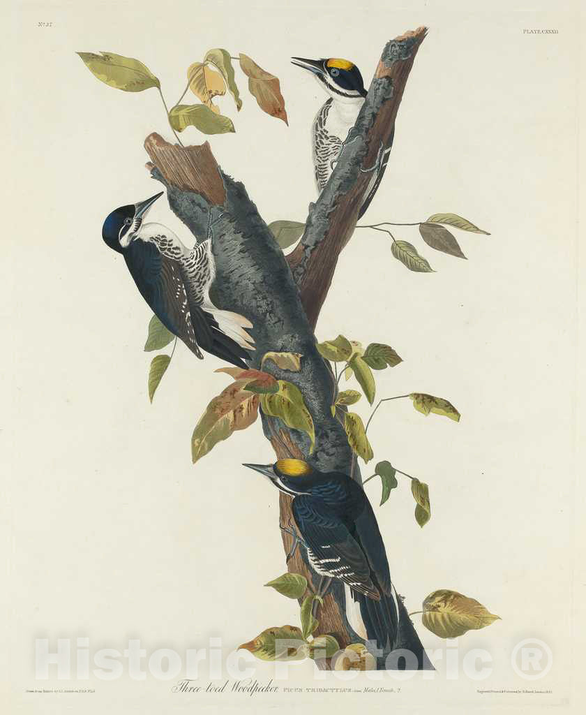 Art Print : Havell After Audubon, Three-Toed Woodpecker, 1832 - Vintage Wall Art