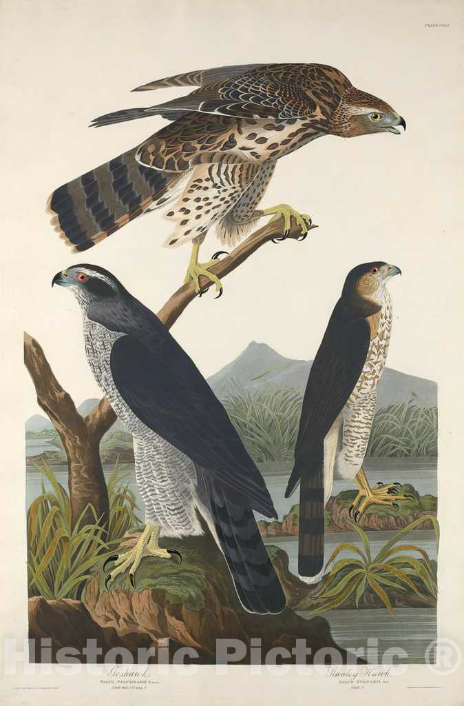 Art Print : Havell After Audubon, Goshawk and Stanley Hawk, 1832 - Vintage Wall Art