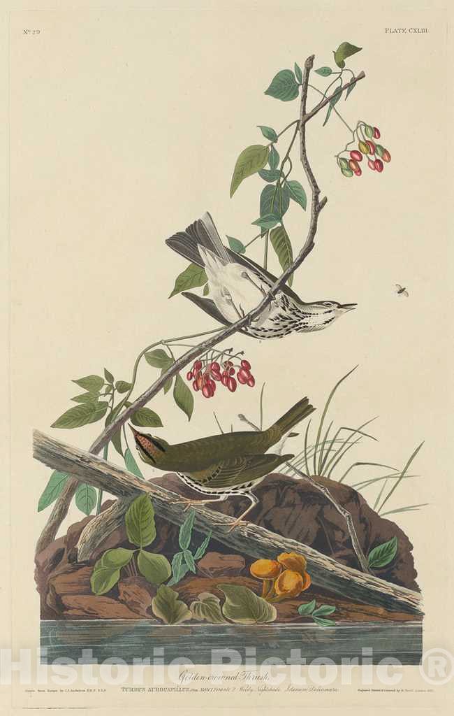 Art Print : Havell After Audubon, Golden-Crowned Thrush, 1832 - Vintage Wall Art