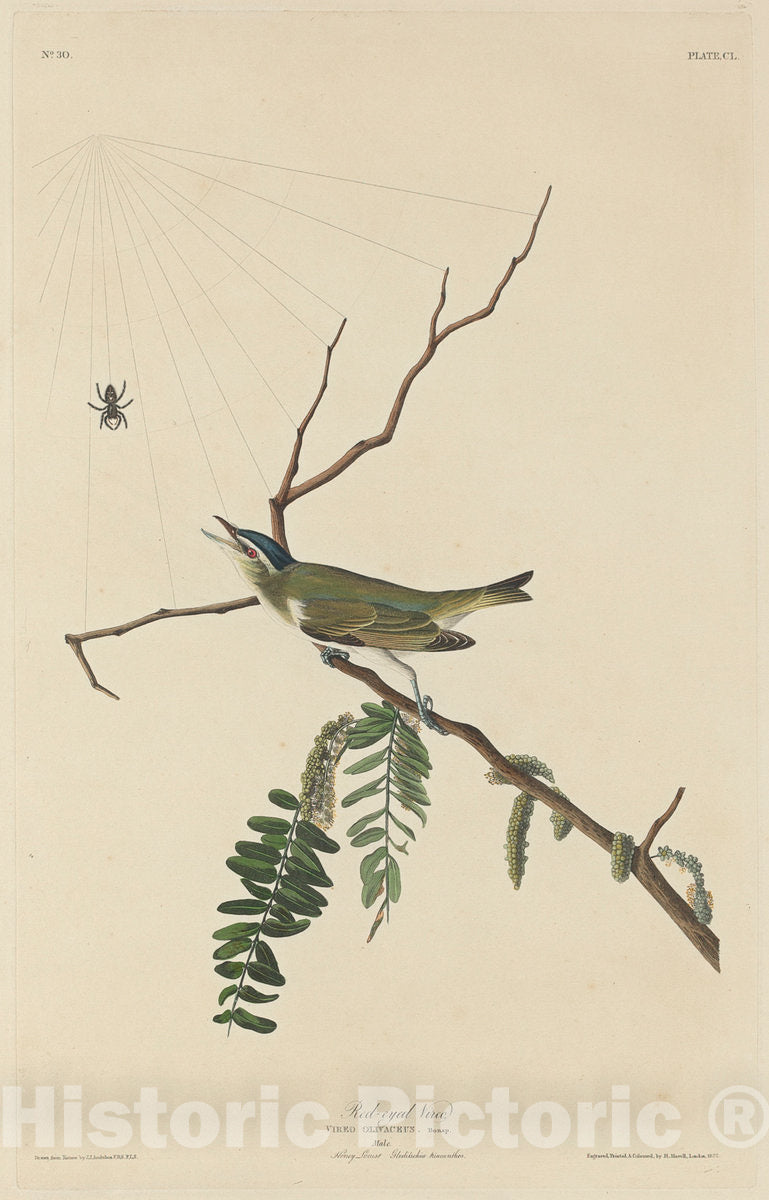 Art Print : Havell After Audubon, Red-Eyed Vireo, 1832 - Vintage Wall Art