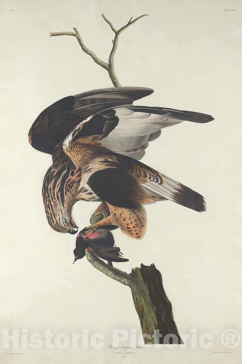 Art Print : Havell After Audubon, Rough-Legged Falcon, 1833 - Vintage Wall Art