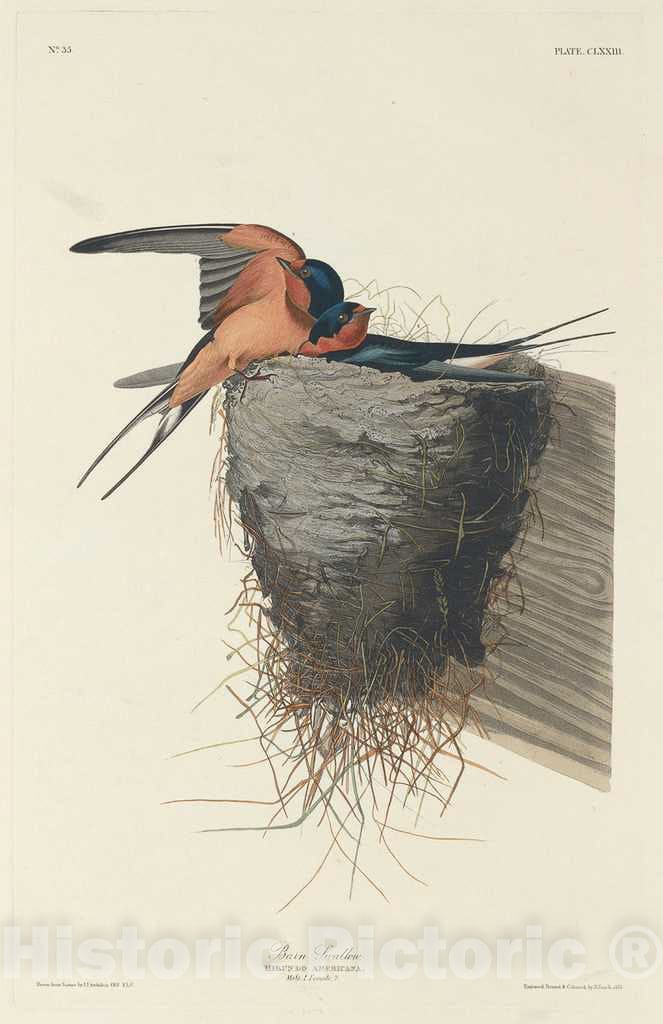 Art Print : Havell After Audubon, Barn Swallow, 1833 - Vintage Wall Art