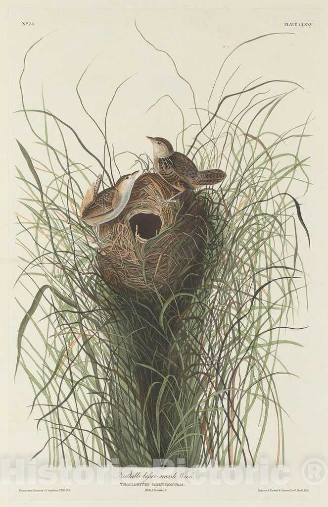 Art Print : Havell After Audubon, Nuttall's Lesser Marsh Wren, 1833 - Vintage Wall Art