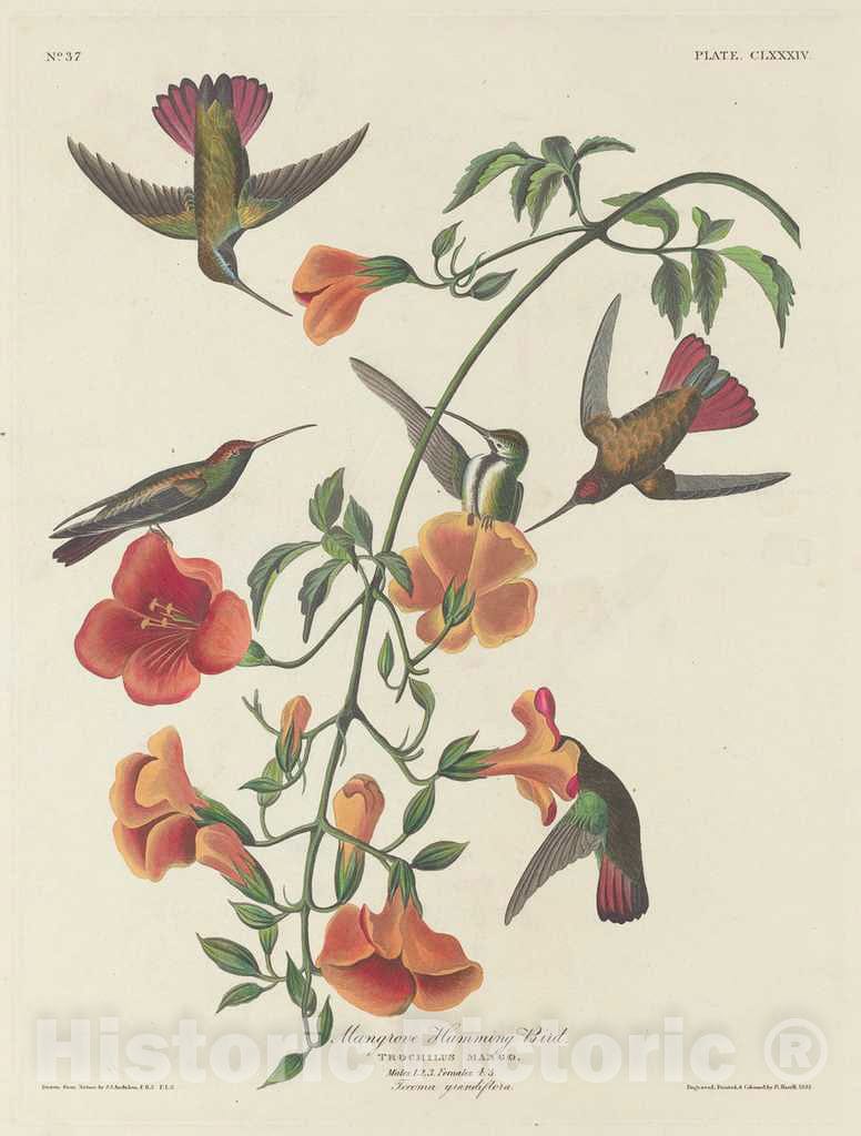 Art Print : Havell After Audubon, Mangrove Humming Bird, 1834 - Vintage Wall Art