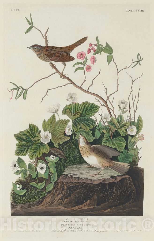 Art Print : Havell After Audubon, Lincoln Finch, 1834 - Vintage Wall Art