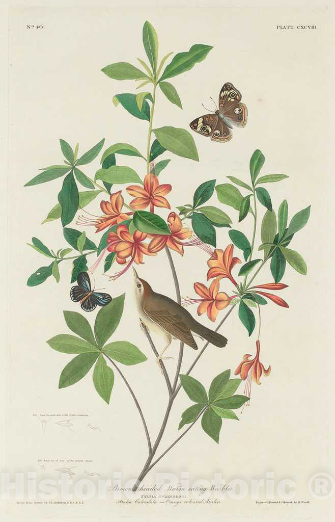 Art Print : Havell After Audubon, Brown-Headed Worm-Eating Warbler, 1834 - Vintage Wall Art