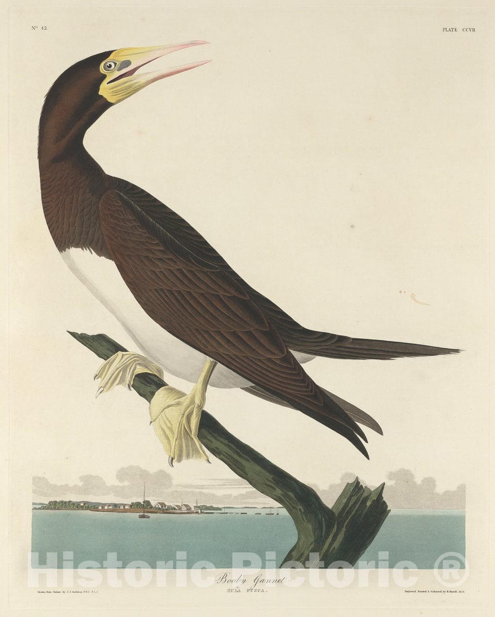 Art Print : Havell After Audubon, Booby Gannet, 1834 - Vintage Wall Art