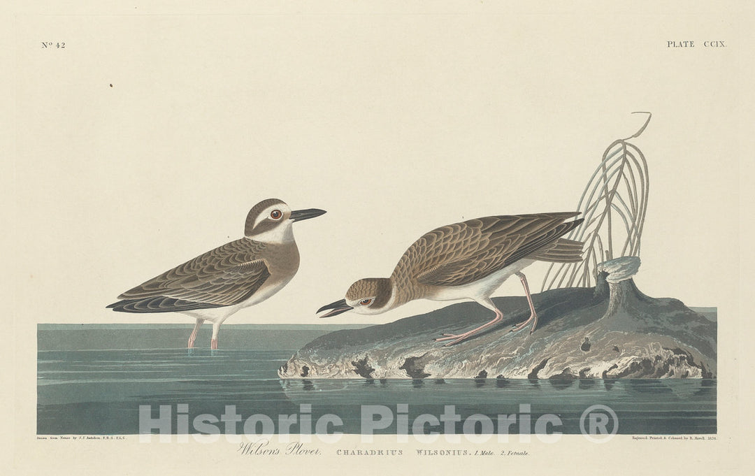 Art Print : Havell After Audubon, Wilson's Plover, 1834 - Vintage Wall Art