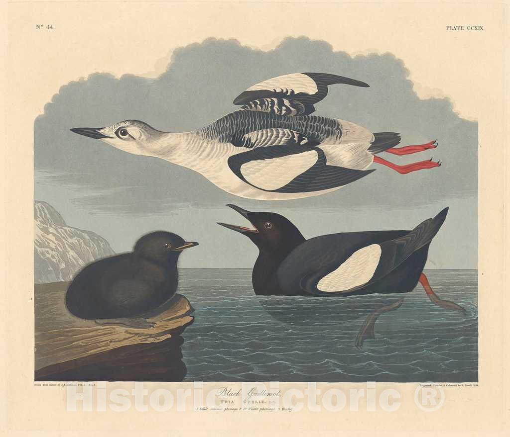 Art Print : Havell After Audubon, Black Guillemot, 1834 - Vintage Wall Art