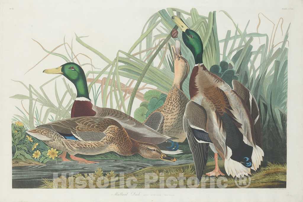 Art Print : Havell After Audubon, Mallard Duck, 1834 - Vintage Wall Art