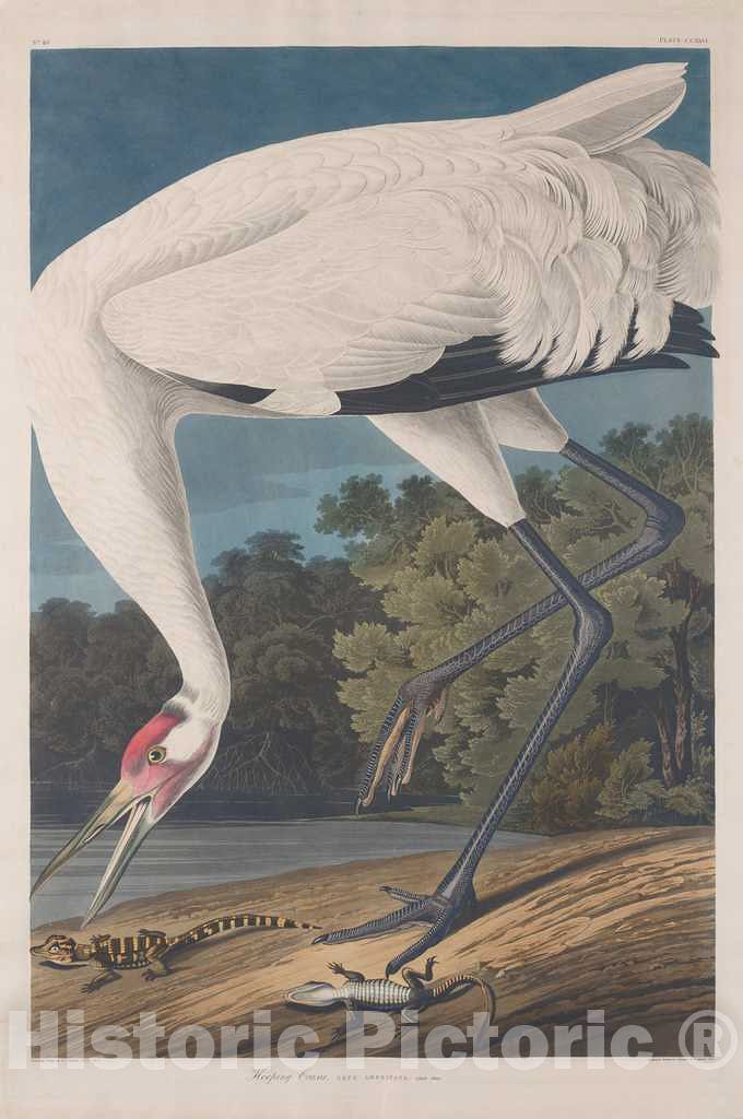 Art Print : Havell After Audubon, Hooping Crane, 1834 - Vintage Wall Art