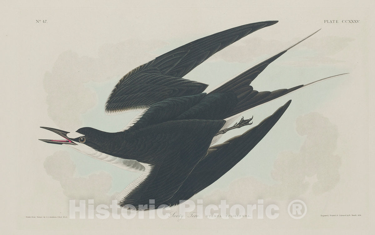 Art Print : Havell After Audubon, Sooty Tern, 1834 - Vintage Wall Art