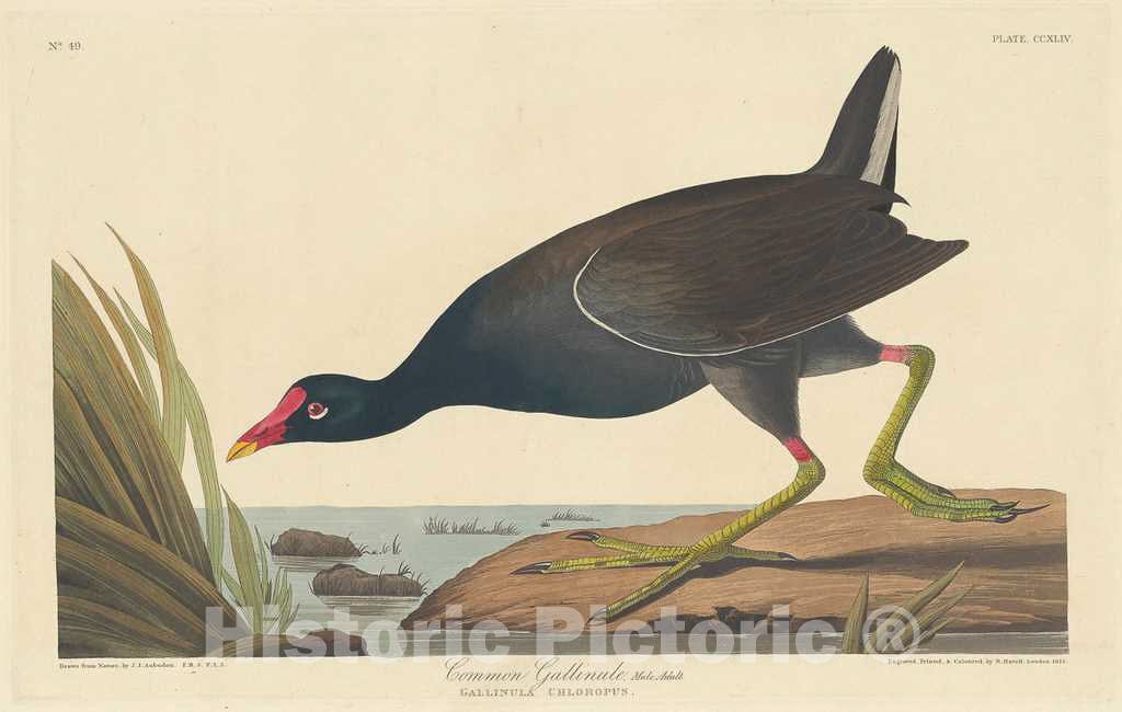 Art Print : Havell After Audubon, Common Gallinule, 1835 - Vintage Wall Art