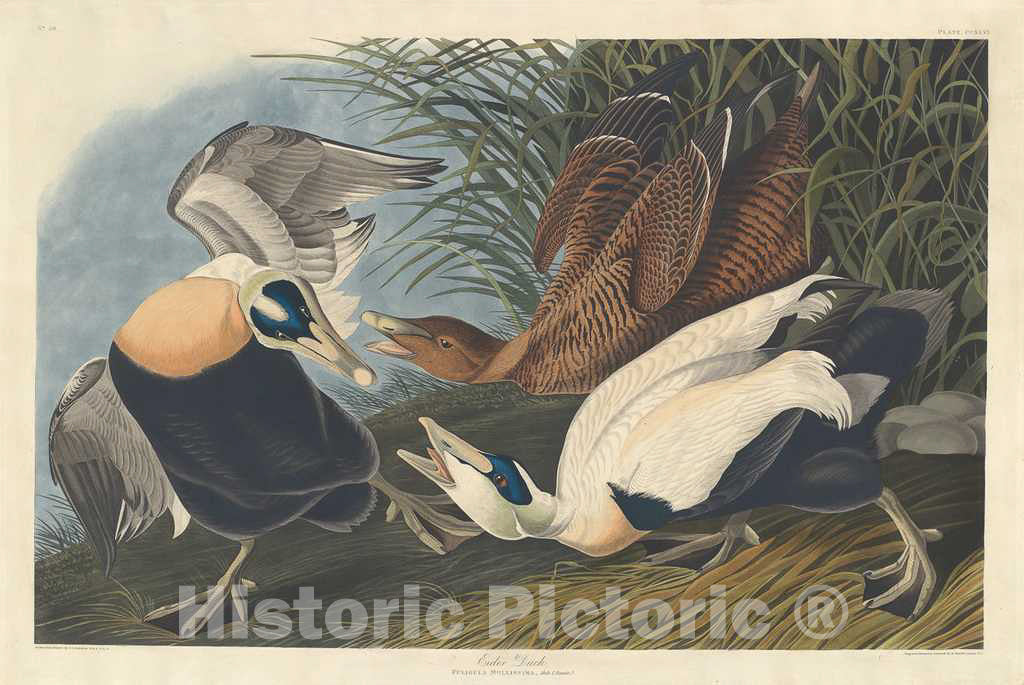 Art Print : Havell After Audubon, Eider Duck, 1835 - Vintage Wall Art