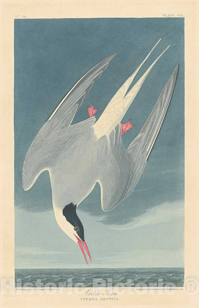 Art Print : Havell After Audubon, Arctic Tern, 1835 - Vintage Wall Art