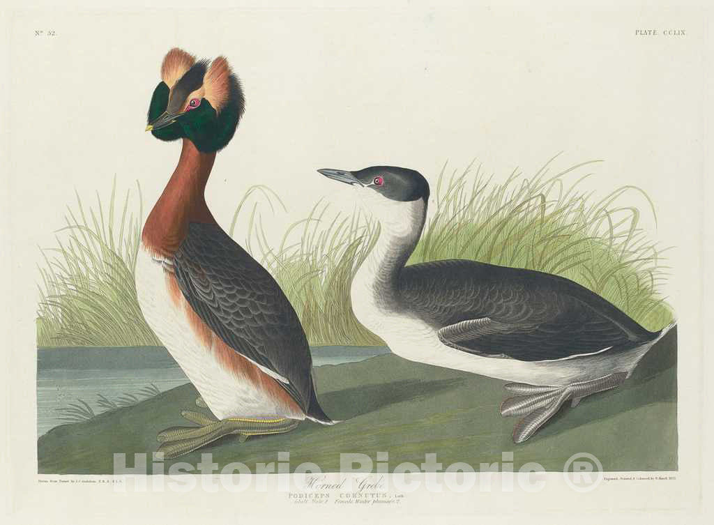 Art Print : Havell After Audubon, Horned Grebe, 1835 - Vintage Wall Art