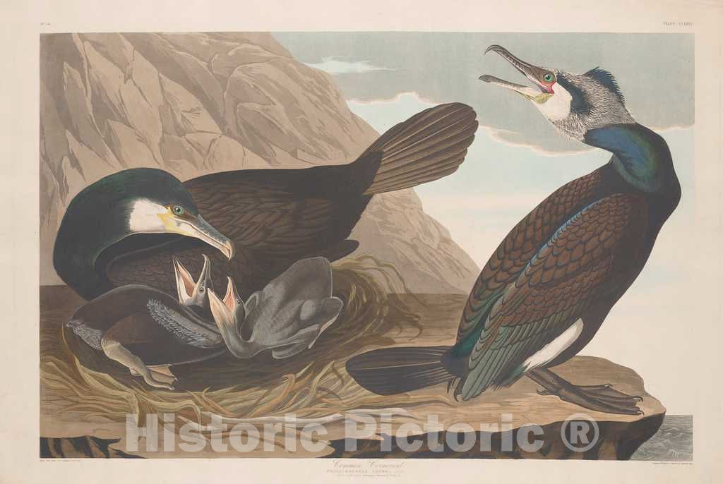 Art Print : Havell After Audubon, Common Cormorant, 1835 - Vintage Wall Art